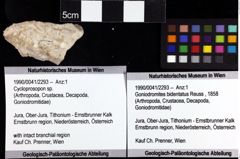 Foto (Objket + Etiketten) von Cycloprosopon sp. 